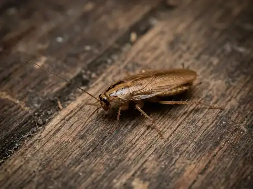 Hamam Böceği İlaçlama