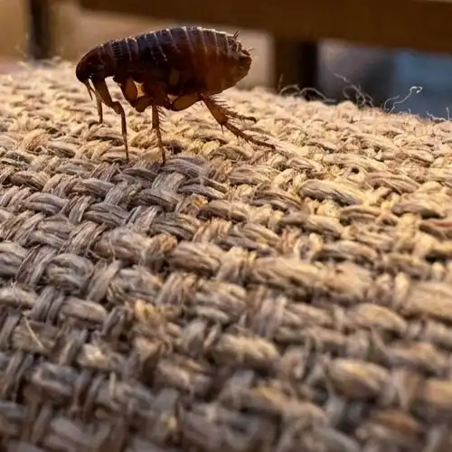 Yalova Böcek İlaçlama